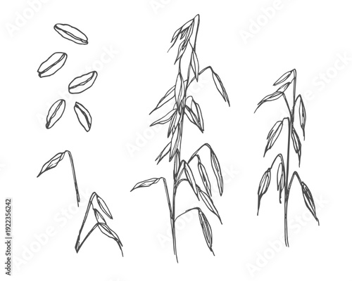 Oats, grains, plant, cereals, realistic sketches, vector illustrations, drawn by hand, black outline on a transparent background