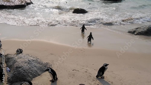 Two African Penguins (Spheniscus demersus). walking on the beach and swimming out to sea. Also known as jackass penguins. At Boulders Beach, Cape Town. 4K video.