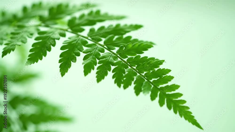 custom made wallpaper toronto digitalGentle Illumination Soft, diffused light highlighting botanical textures