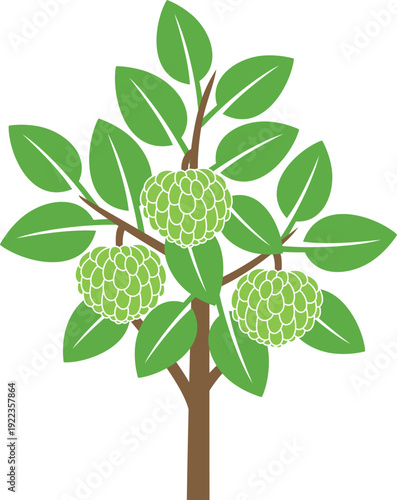 Custard apple tree logo. Isolated custard apple tree on white background