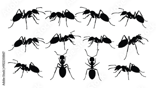 A group of ants standing together in a line isolated on white background, Vector