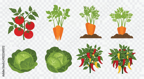 Fresh vegetables tomatoes carrots cabbage and peppers illustrated digitally