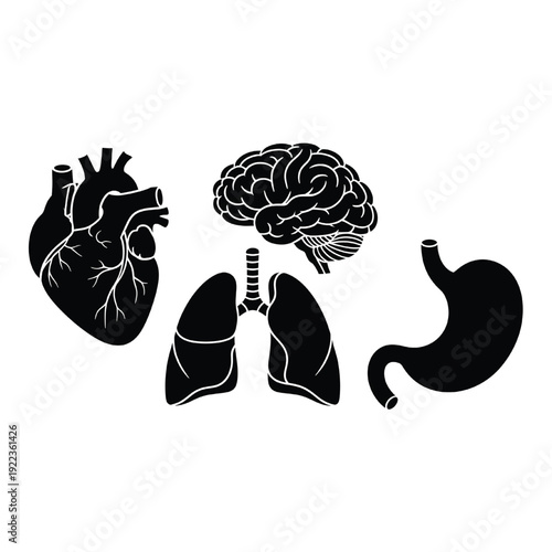 An illustration shows human brain, heart, lungs, trachea and stomach.