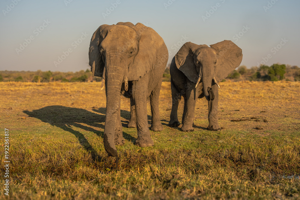 Fototapeta premium herd of African elephants at sunset Botswana (Loxodonta africana)