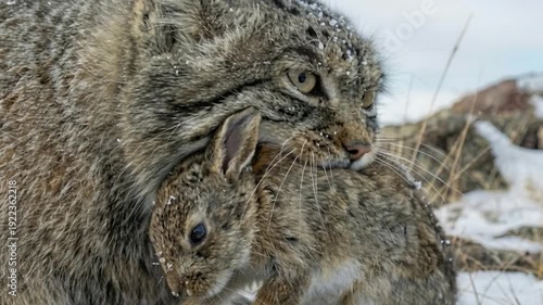 Pallas's Cat,팔라스 고양이,고양이,마눌고양이, CAT