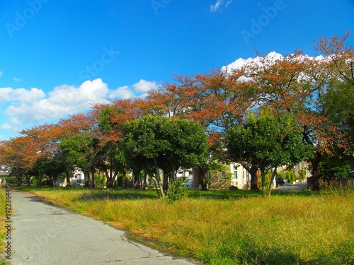 Wallpaper Mural 秋の住宅地の紅葉の桜並木風景 Torontodigital.ca