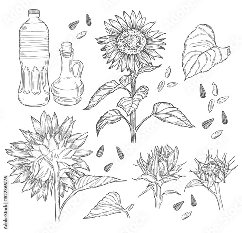 Sunflower flower and oil collection. Floral element sketch. Black and white vector clipart. Realistic summer wildflower freehand drawing with ink pen.
