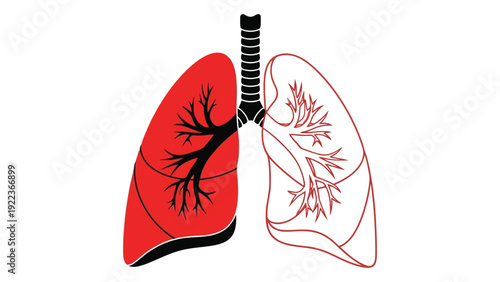 A red and black lung with a white lung outlined in red on a white background isolated on white background, Vector