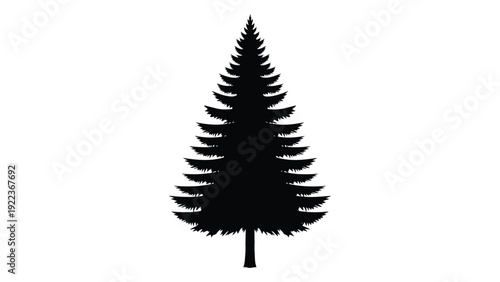 A black silhouette of a pine tree on a white background isolated on white background, Vector