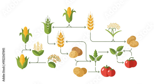 Agricultural Crop Cycle Diagram. Infographic Flowchart of Food System, Rotation, and Production featuring Corn, Wheat, Rice, Potatoes, and Tomatoes.