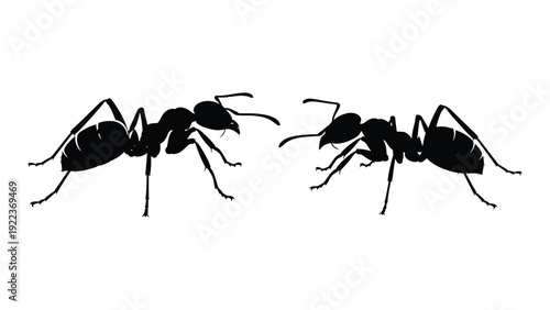 Two black ants standing side by side on a white background isolated on white background, Vector