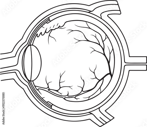 Human Eye Anatomy Diagram: Cross-Section of the Eyeball with Optic Nerve , Generative Ai