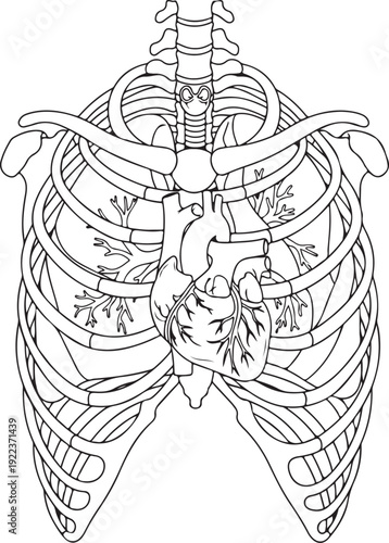 Line art illustration of the human rib cage with heart and pulmonary arteries, depicting the thoracic anatomy in a clear, scientific outline. , Generative Ai