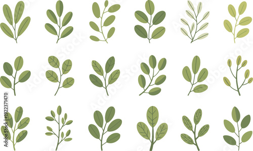 A group of various green foliage elements and plant sprigs neatly arranged on a bright white surface