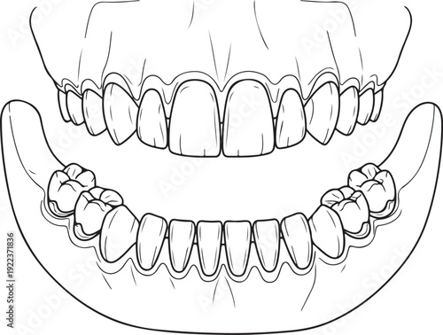 Anatomical illustration of animal teeth and jaw, showing the upper and lower jawbone and dentition in a clear, educational, black and white line art style. , Generative Ai