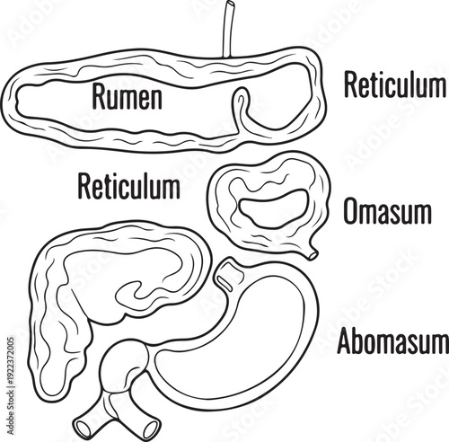 Diagram of a ruminant's stomach, illustrating the separate compartments: Rumen, Reticulum, Omasum, and Abomasum in a clear, educational, black and white style. , Generative Ai