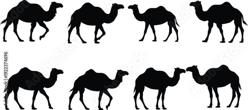 Set of Black Silhouettes of Camels Walking, Standing, and Walking in Different Positions, Isolated on Clean Transparent Background for Stock Photography and Illustrations