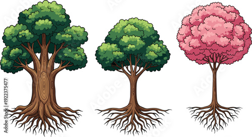 Illustration set of three different trees including an oak, a blossoming cherry, and a deciduous tree with roots isolated on white.