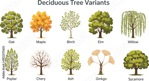 Deciduous tree variants illustration featuring oak, maple, birch, elm, willow, poplar, cherry, ash, ginkgo, and sycamore species symbolizing botany, forestry, and educational graphics