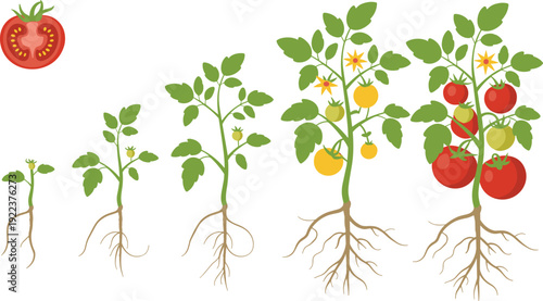 Educational illustration of tomato plant growth stages from seedling to mature fruit-bearing plant with flowers, green, yellow, and ripe red tomatoes plus root development