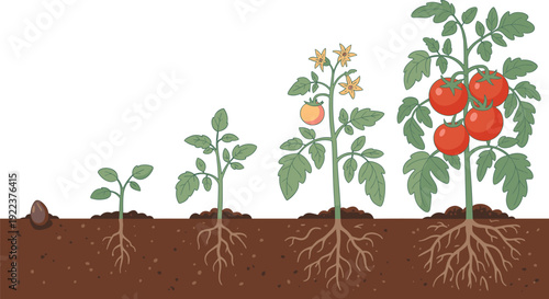 Educational illustration of tomato plant life cycle showing growth stages from seed to sprout, seedling, flowering, and mature fruit-bearing plant with root development