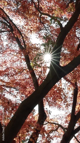 Looking up at autumn ginkgo trees and blue sky