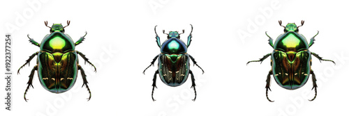 Картината върху платно Metallic Green Rose Chafer (Cetonia aurata) Isolated on White Background - Set o