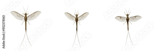 Fotografi Set of three mayflies (Ephemeroptera) isolated on white background, macro photography