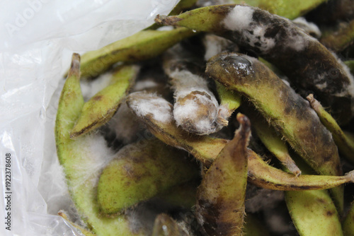 Mold on green soybean fruit or pods. White fuzzy growth on the shell, black rotten skin