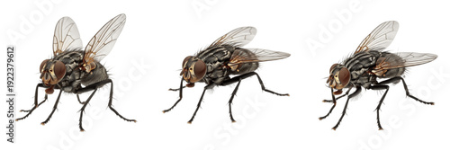 Tableau sur toile Macro shot of a housefly (Musca domestica) isolated on white background, set of three