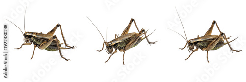 Foto Set of brown grasshoppers isolated on white background