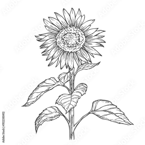 Sunflower flower. Floral botanical flower. Isolated illustration element. Vector hand drawing wildflower for background, texture, wrapper pattern, frame or border.