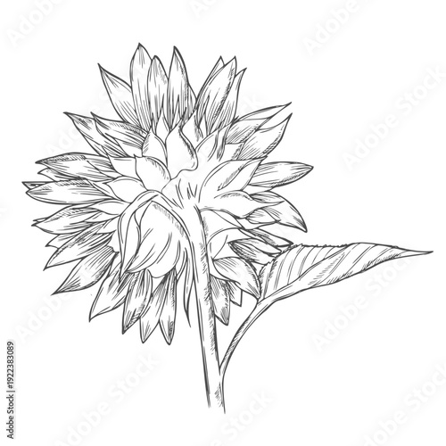 Sunflower flower. Floral botanical flower. Isolated illustration element. Vector hand drawing wildflower for background, texture, wrapper pattern, frame or border.