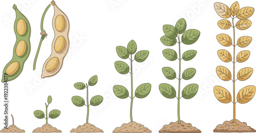 Soybean plant growth cycle illustration featuring seed, sprout, seedling, mature plant, and pods symbolizing agriculture, farming, biology, sustainability, and educational botanical graphics