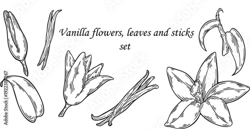 Set of vanilla flowers, leaves and fsticks. Botanical vector line drawing for food packaging, labels and menu design