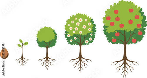 Tree growth stage illustration featuring seed, seedling, young tree, flowering tree, and mature fruit‑bearing tree symbolizing biology, environment, forestry, agriculture, and educational graphics