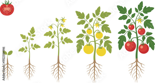 Tomato plant growth cycle illustration featuring seedling, flowering, fruiting, and ripe harvest stages with cross‑section detail symbolizing agriculture, botany, and educational graphics