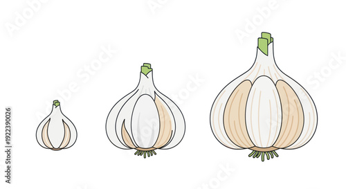 Three Garlic Bulbs in Increasing Size: Small, Medium, and Large Isolated on White