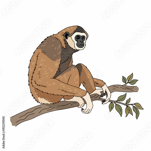 illustration of Hainan gibbon