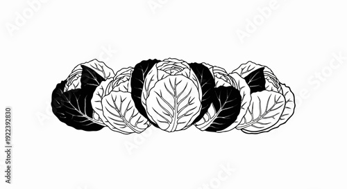 Stylized line drawing of several cabbages in alternating black and white shades
