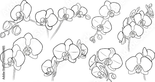 Various line drawings of orchid flowers and buds scattered across a white background