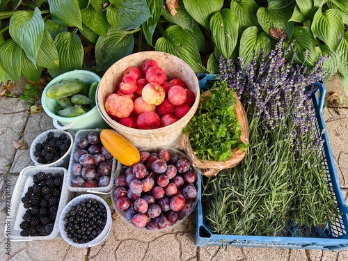 Harvest of vegetables, fruits and berries at the dacha: blackberries, plums, apples, cucumbers and lavender.