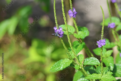 Black and Blue bee - Himalayan Cloak-and-Dagger Bee/Neon Cuckoo Bee (Thyreus himalayensis) pollinating purple Blue porterweed/Blue snake weed/Brazilian tea (Stachytarpheta jamaicensis) flowers.
