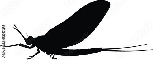 Mayfly insect silhouette vector, detailed black and white winged bug illustration isolated on light background design