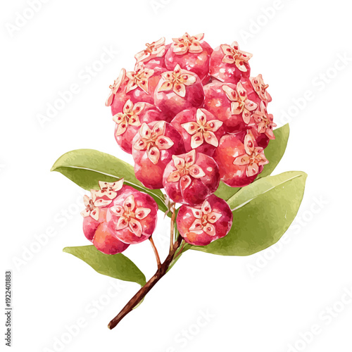 Hoya, watercolor illustration, vector style, isolated on a white background.