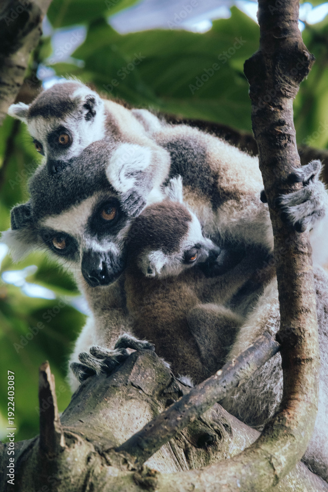 Obraz premium Close-up of three ring-tailed lemurs (Lemur catta), a mother and two babies, hugging, at Bali Safari Park and Marine Sanctuary, Indonesia.
