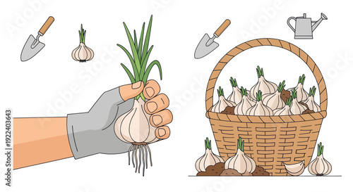 Gardening: Harvesting Garlic Bulbs and Planting Seedlings