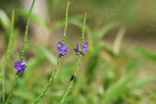 Black and Blue bee - Himalayan Cloak-and-Dagger Bee/Neon Cuckoo Bee (Thyreus himalayensis) pollinating purple Blue porterweed/Blue snake weed/Brazilian tea (Stachytarpheta jamaicensis) flowers.