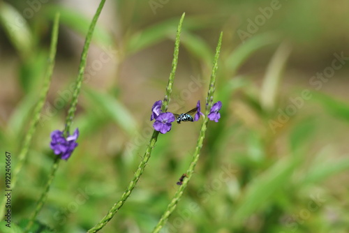 Black and Blue bee - Himalayan Cloak-and-Dagger Bee/Neon Cuckoo Bee (Thyreus himalayensis) pollinating purple Blue porterweed/Blue snake weed/Brazilian tea (Stachytarpheta jamaicensis) flowers.