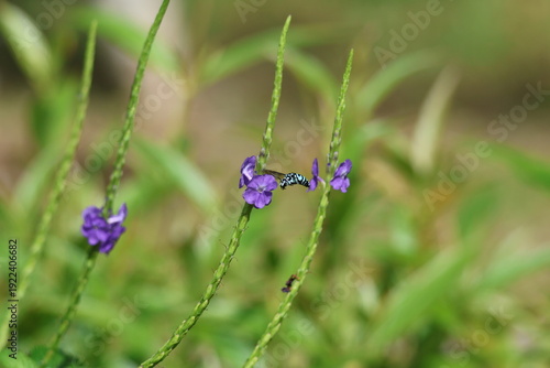 Black and Blue bee - Himalayan Cloak-and-Dagger Bee/Neon Cuckoo Bee (Thyreus himalayensis) pollinating purple Blue porterweed/Blue snake weed/Brazilian tea (Stachytarpheta jamaicensis) flowers.